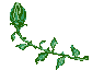 :BlomstC